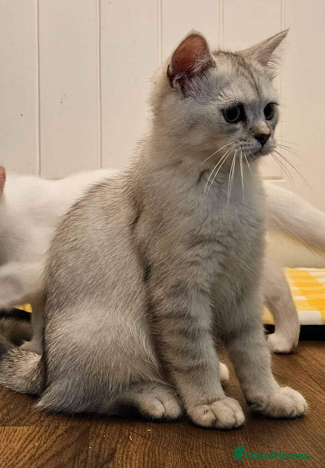 British Shorthair cats British Shorthair & Longhair Kittens - Advert 1