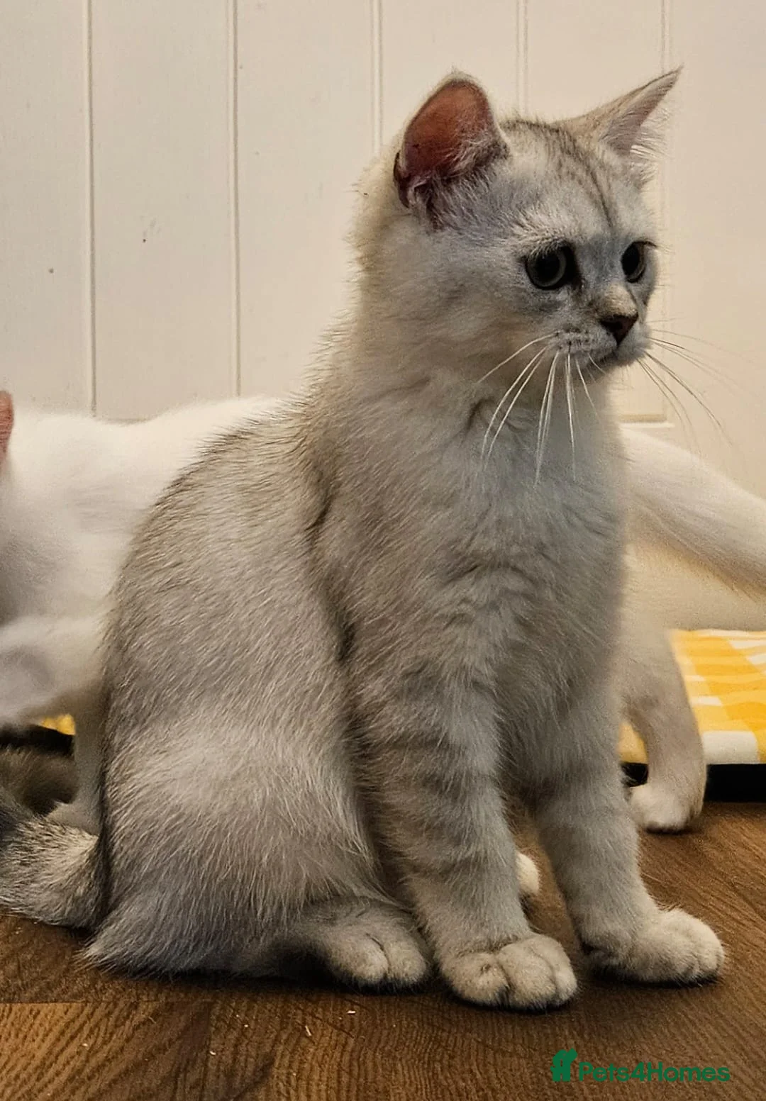 British Shorthair cats for sale: British Shorthair & Longhair Kittens - Advert 1