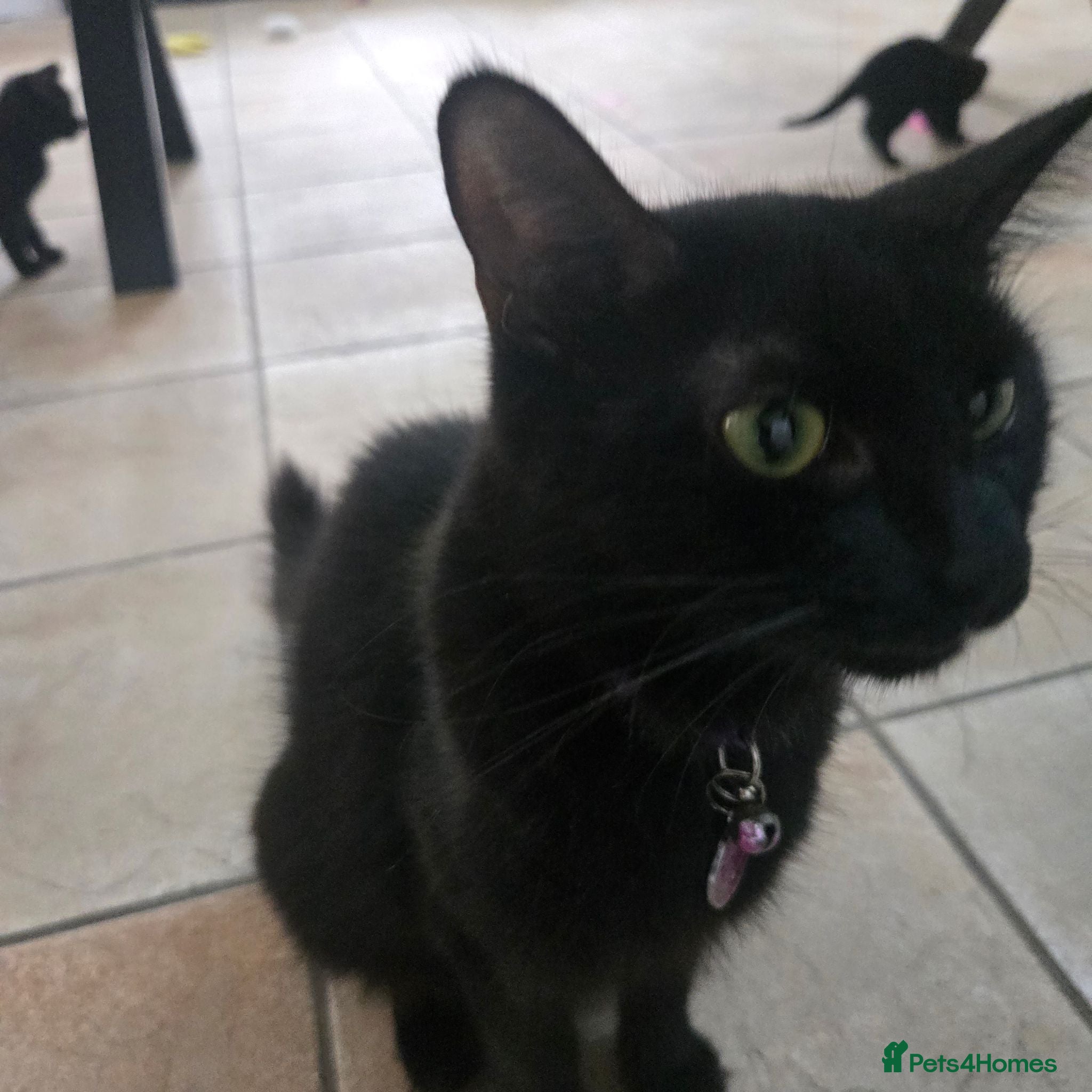 Mixed Breed cats Four Gorgeous Fluffy Black Kittens 🐈‍⬛🖤 - Advert 2