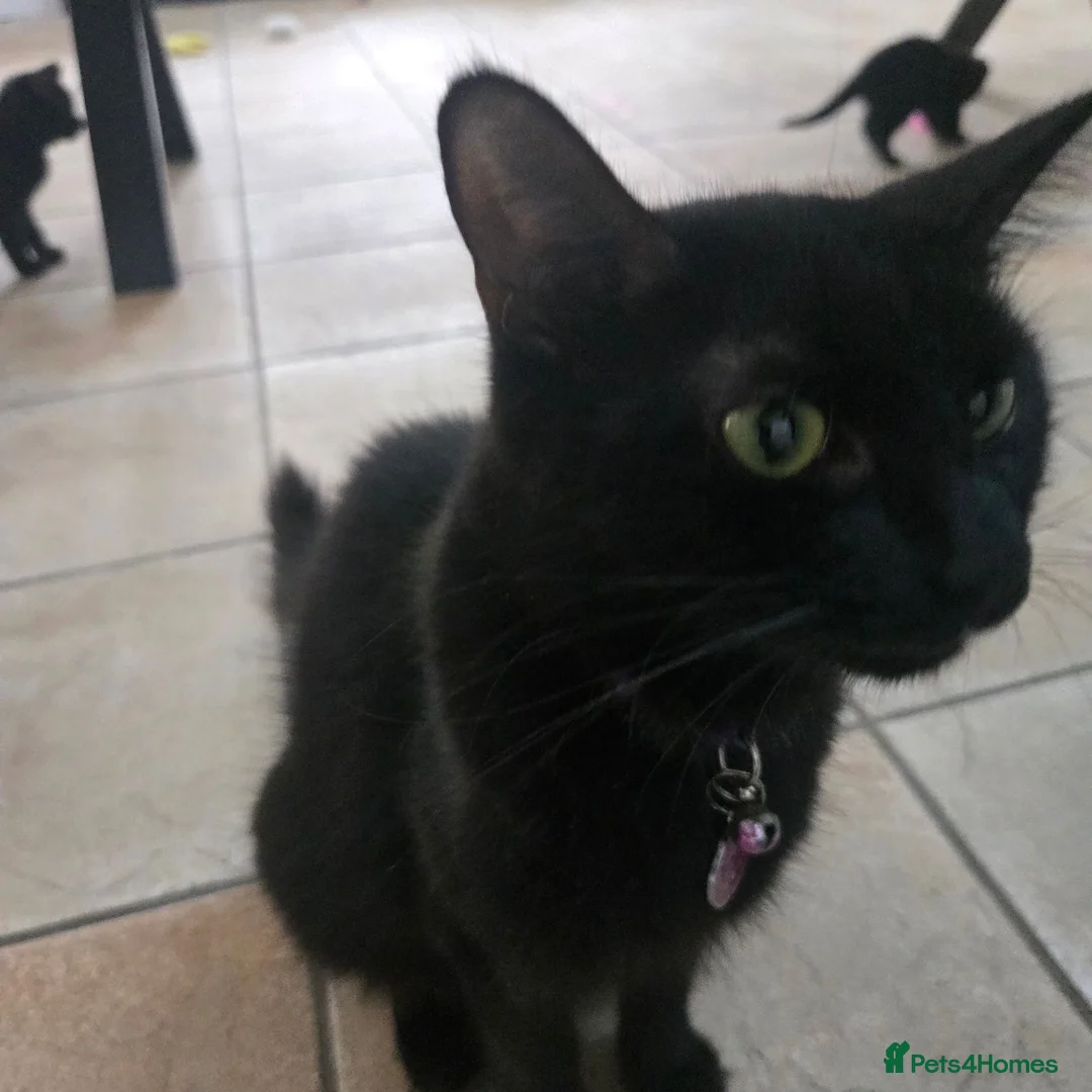 Mixed Breed cats for sale: Four Gorgeous Fluffy Black Kittens 🐈‍⬛🖤 - Advert 2