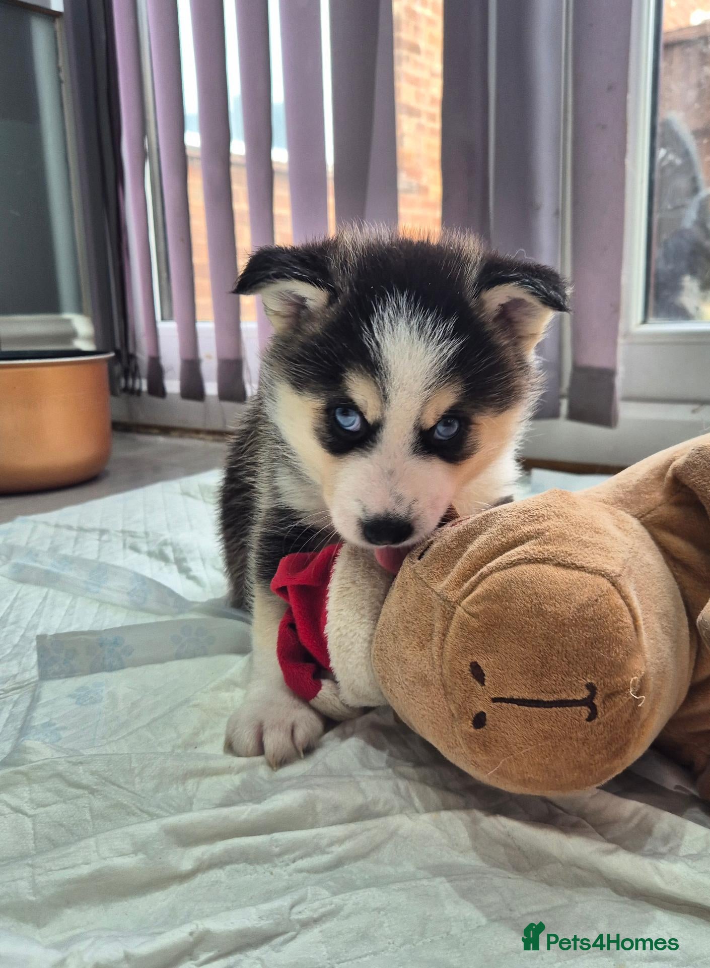 Pomsky dogs for sale: Pomsky puppies from Health tested parents - Advert 7