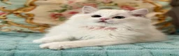 Ragdoll cats for sale: 2 Active girls  - Advert 21