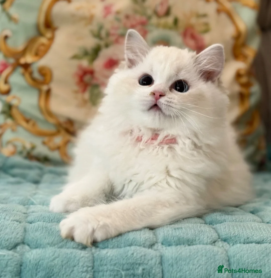 Ragdoll cats for sale: 2 Active girls  - Advert 21