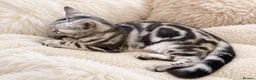 British Shorthair cats for sale: Stunning Silver BSH Kittens GCCF Champion Lines - Advert 18