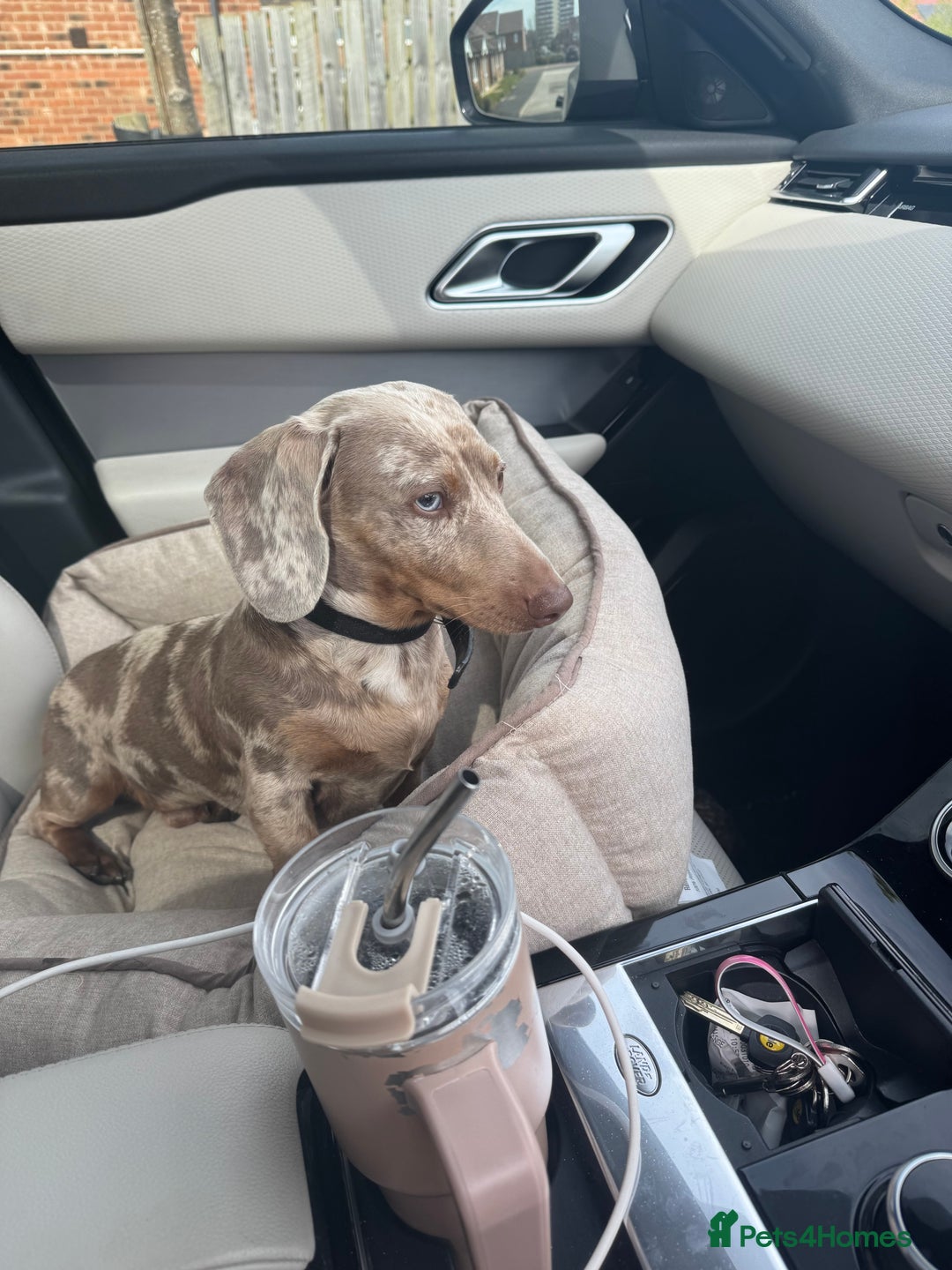 Miniature Dachshund dogs for sale: Miniature dachshund - Image 4