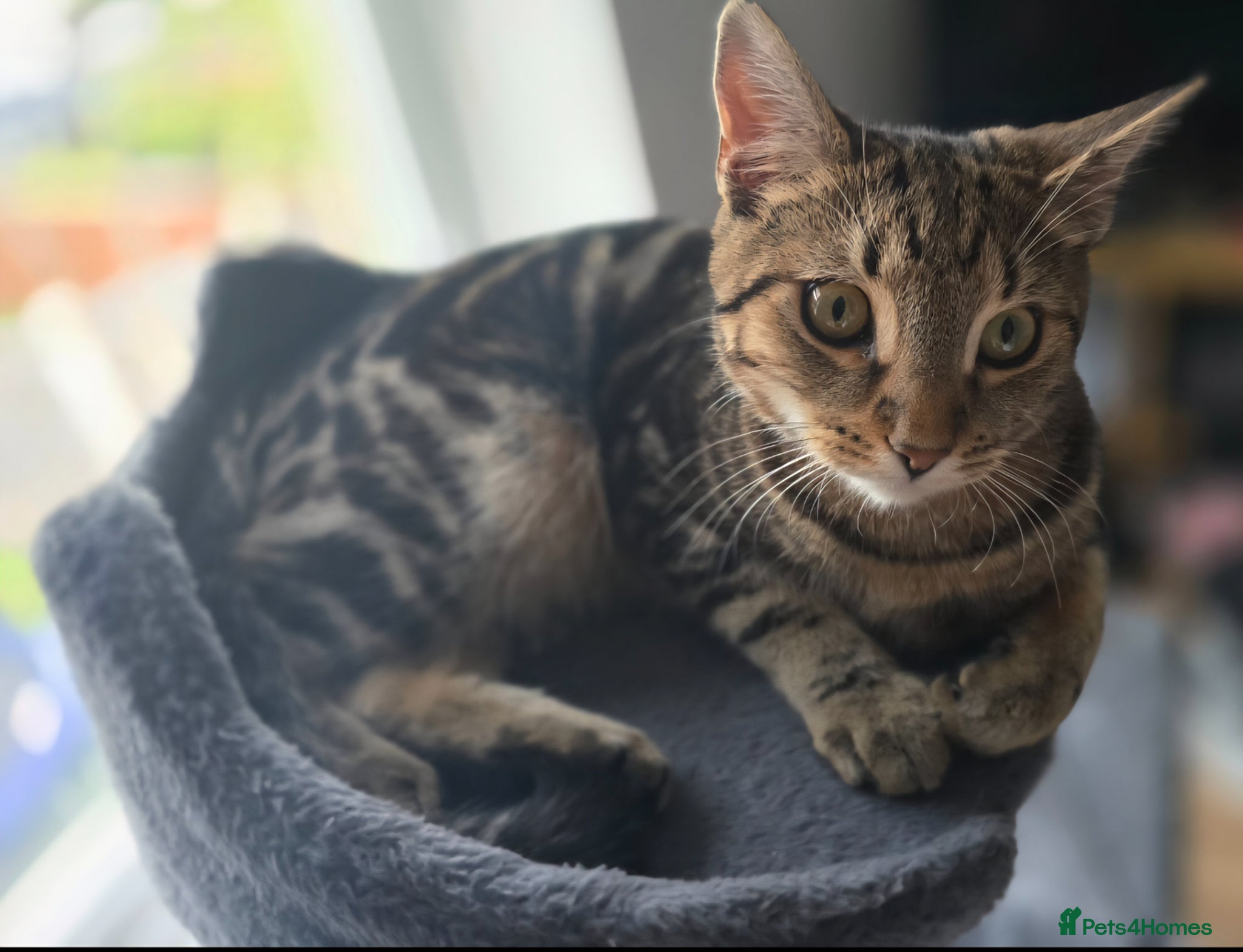 Mixed Breed cats for sale: 4 beautiful tabby and black kittens  - Advert 1