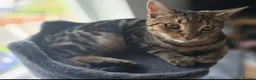 Mixed Breed cats for sale: 4 beautiful tabby and black kittens  in Birmingham - Advert 1