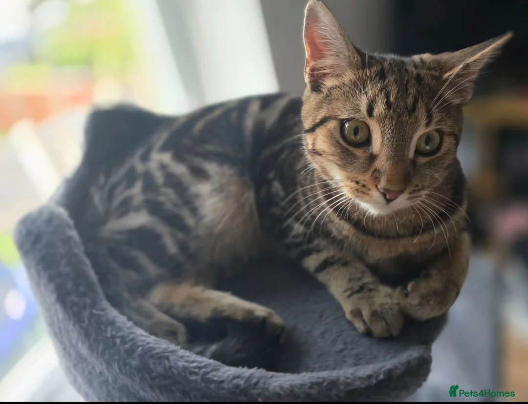 Mixed Breed cats for sale: 4 beautiful tabby and black kittens  in Birmingham - Advert 1