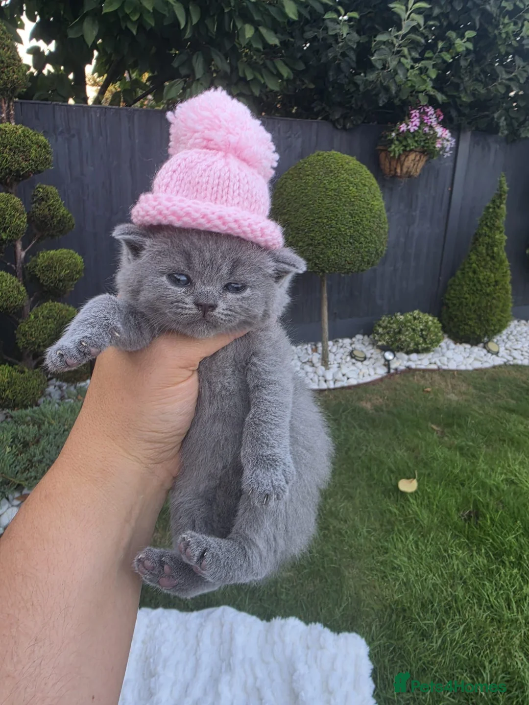British Shorthair cats for sale: Lovely kittens looking for new home - Advert 13