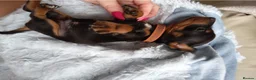 Miniature Dachshund dogs for sale: 🌟 Stunning minture dachshund Puppies  🌟 - Advert 18