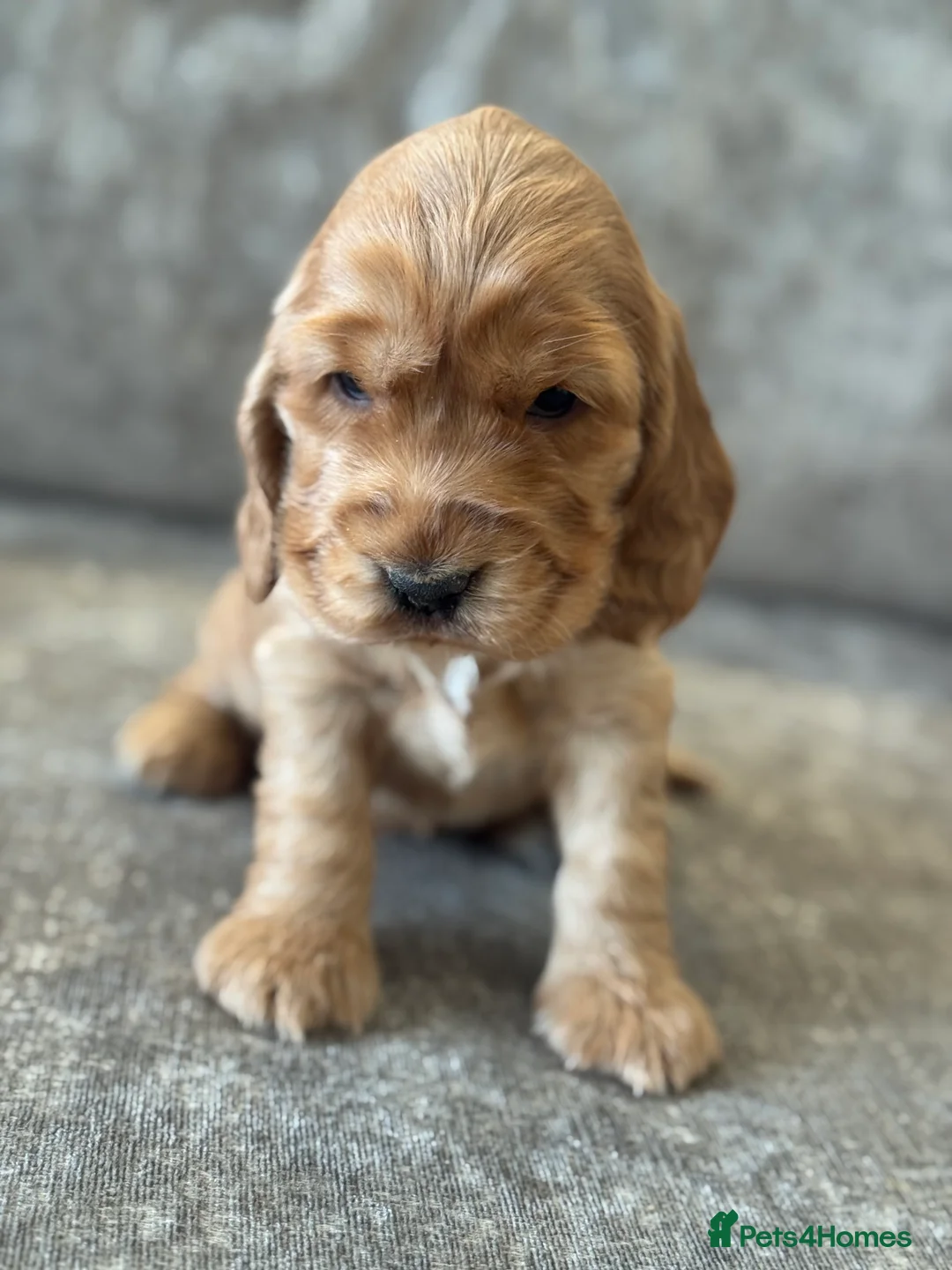 Cocker Spaniel dogs for sale: 100% SHOWTYPE KC REG FROM HEALTH TESTED PARENTS  - Advert 21