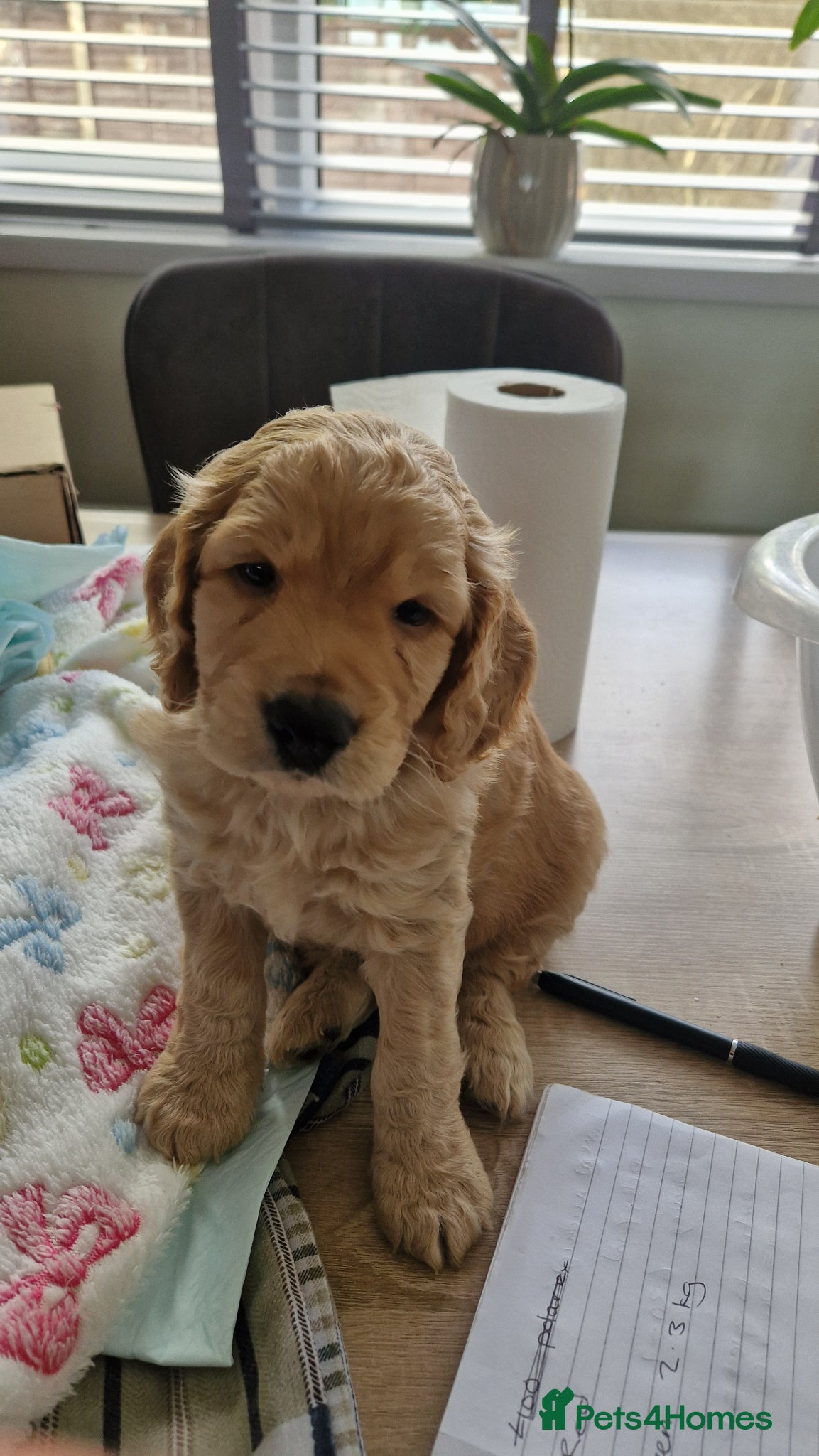 Cockapoo dogs for sale: Last beautiful boy left Gorgeous Golden Cockerpoo - Advert 24