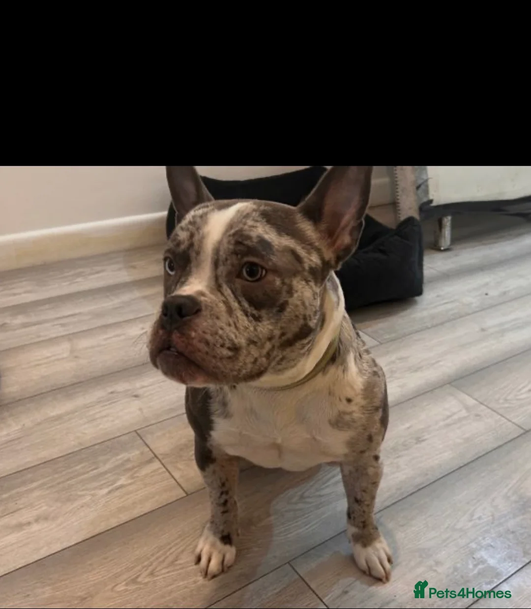 American Bully dogs for sale: Rare Coloured Pocket Bully Female, Older Puppy - Advert 3