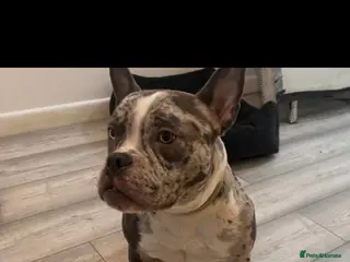 American Bully dogs Rare Coloured Pocket Bully Female, Older Puppy - Advert 1