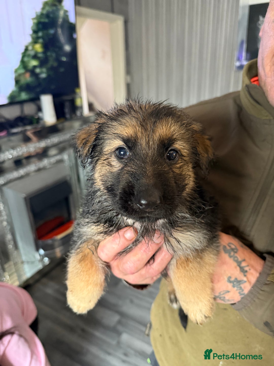 German Shepherd dogs for sale: German shepherd  - Image 7