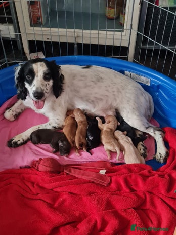 Sprocker dogs - Advert 11