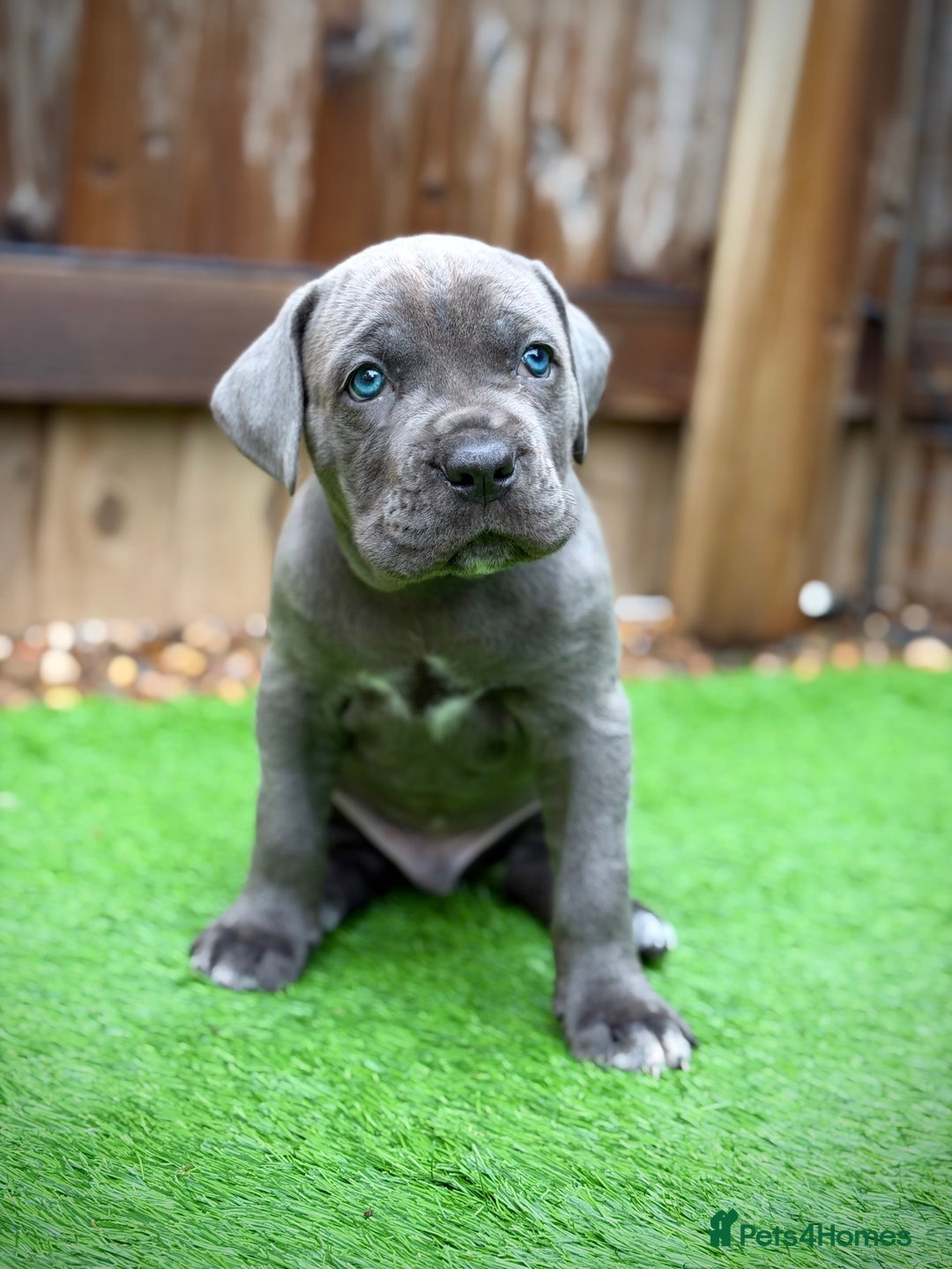 Cane Corso dogs for sale: ICCF Registered Cane Corsos  - Advert 36