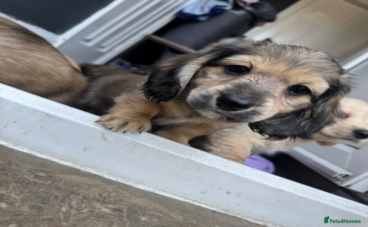 Miniature Dachshund dogs - Advert 3