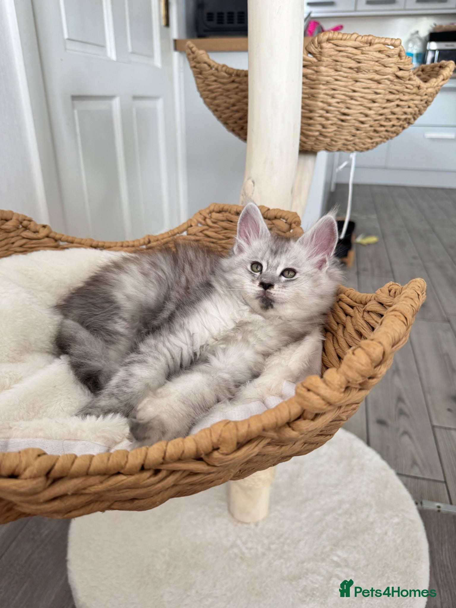 Maine Coon cats     🌟🌟Amazing Kittens Maine Coon 🌟🌟 - Advert 13