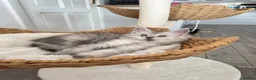Maine Coon cats for sale:     🌟🌟Amazing Kittens Maine Coon 🌟🌟 - Advert 10