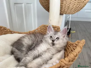 Maine Coon cats 🌟🌟Amazing Kittens Maine Coon 🌟🌟 - Advert 13