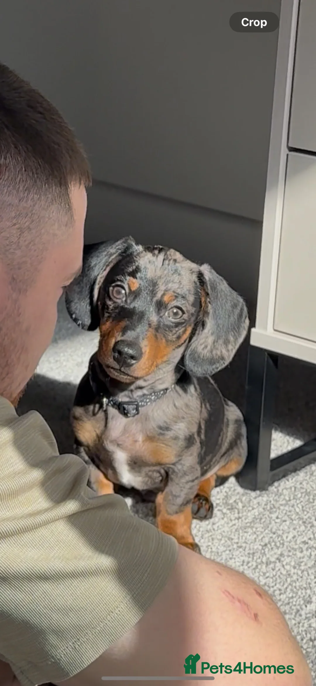 Miniature Dachshund dogs for stud: Deano the miniature dapple dachshund  - Advert 1