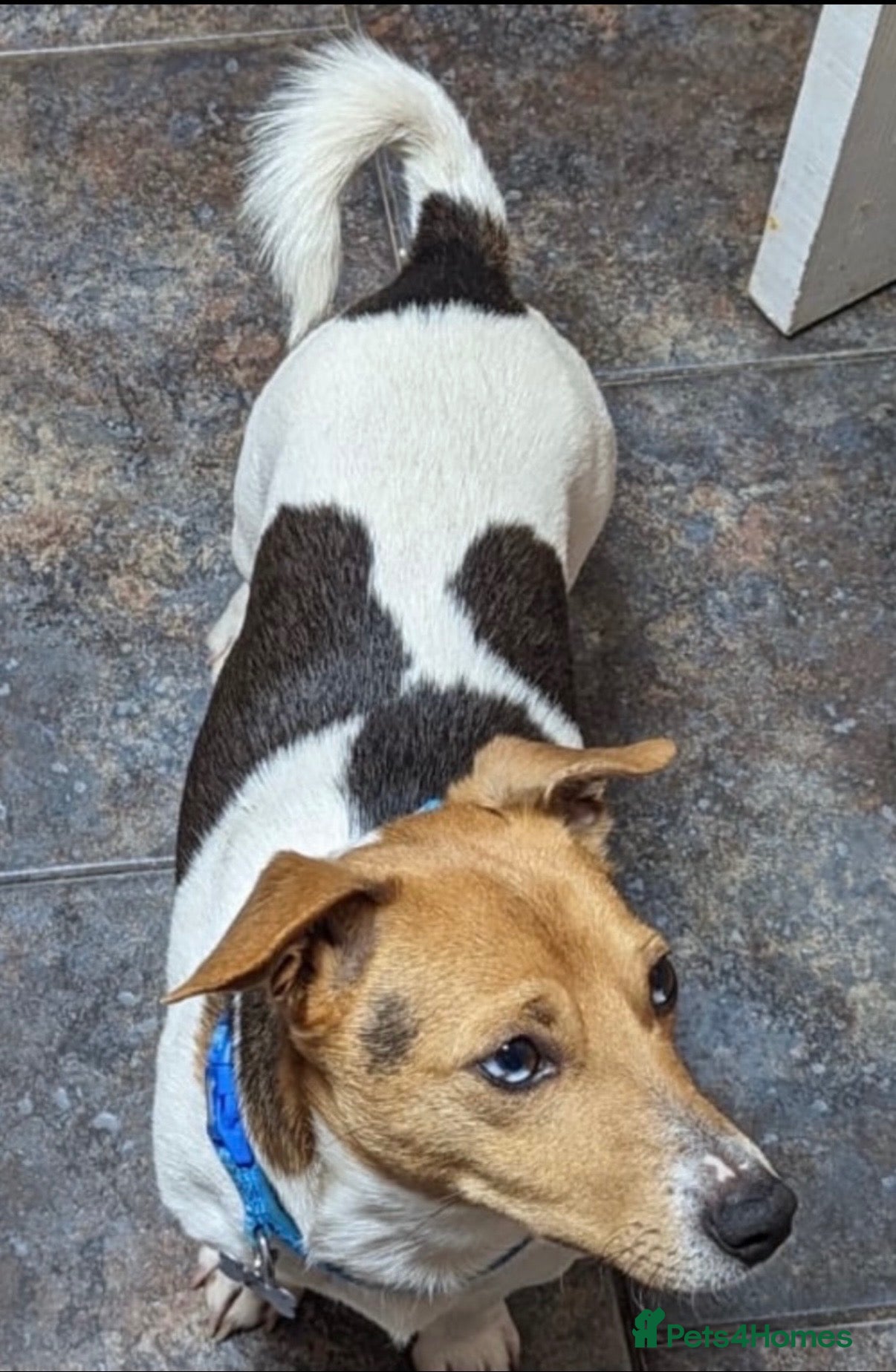 Jack Russell dogs Proven Jack Russell Stud - Advert 2