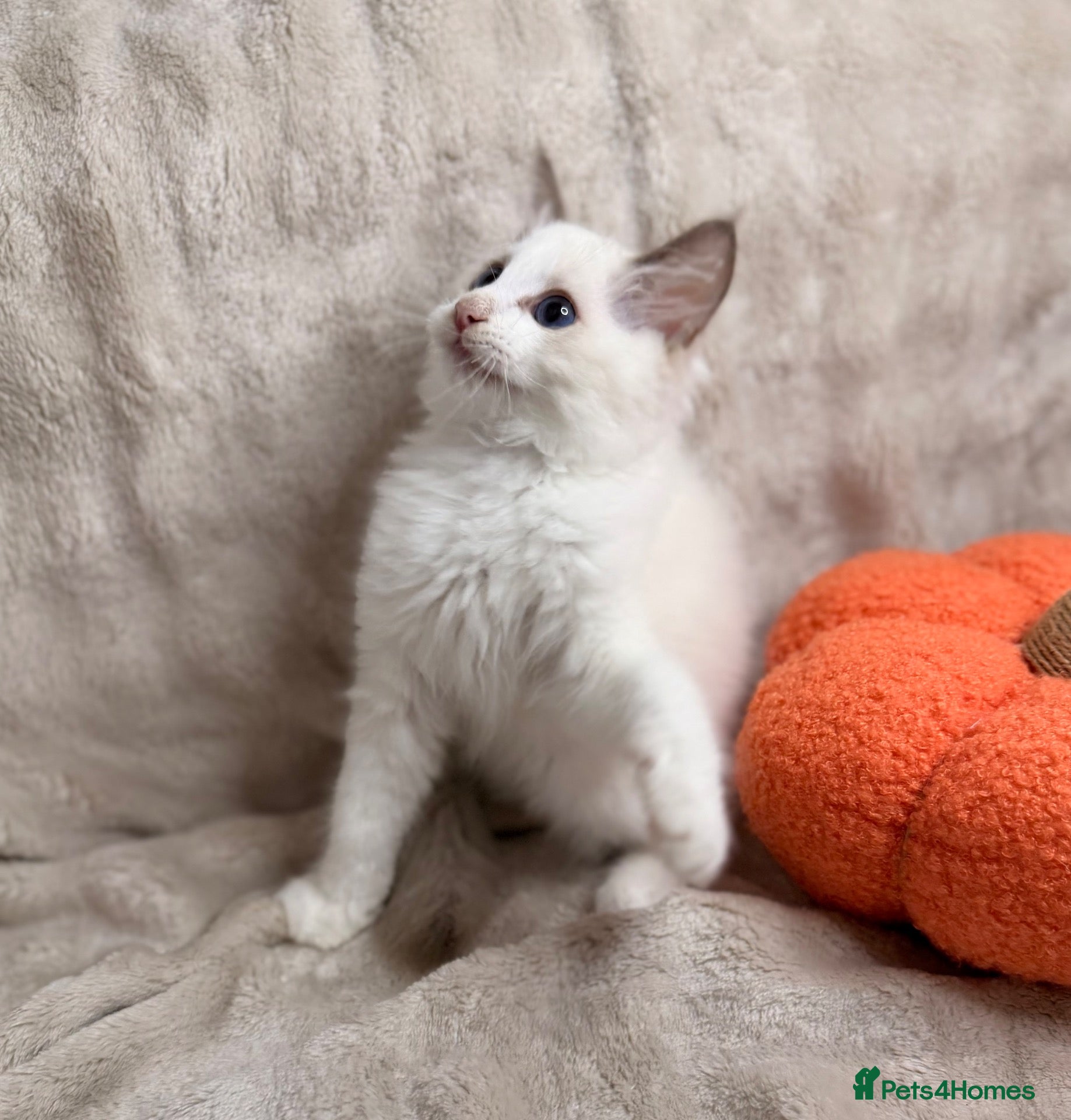 Ragdoll cats 💫 PEDIGREE DNA HEALTH TESTED BICOLOUR RAGDOLL  🩵 - Advert 1