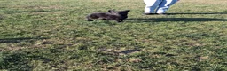 Mixed Breed dogs for sale: Border Collie x German Shepherd - Advert 9
