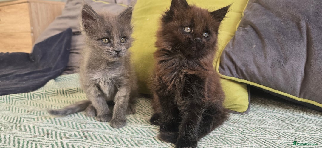 Maine Coon cats for sale: Maine coon girls - Advert 1