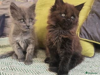 Maine Coon cats Maine coon girls - Advert 15