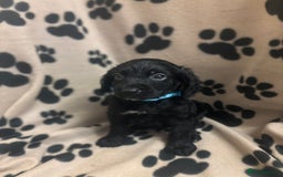 Cockapoo dogs for sale: F2 cockapoo puppies - Image 6