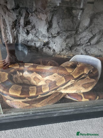 Boa Snake reptiles in Croydon - Advert 10