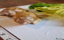 Snails invertebrates for sale: Giant African Land Snails (Fulica) - Image 1