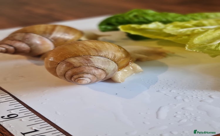Snails invertebrates - Advert 1