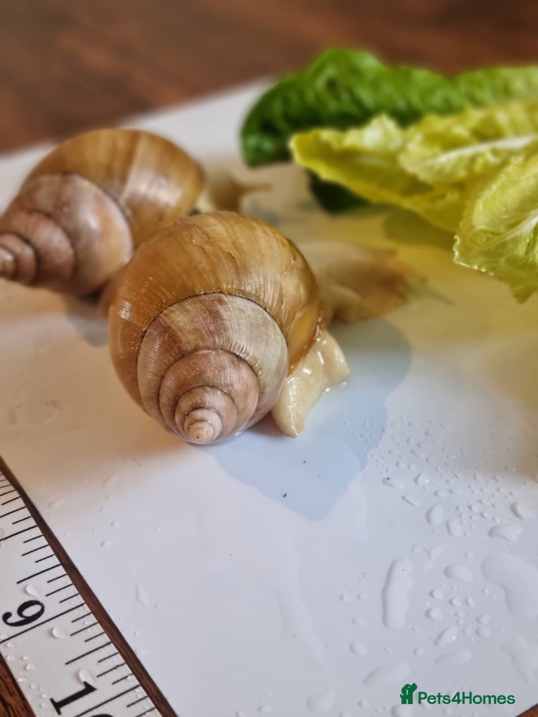 Snails invertebrates for sale: Giant African Land Snails (Fulica) - Image 1