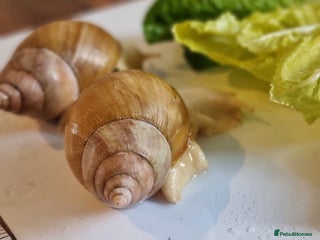 Snails invertebrates - Advert 2