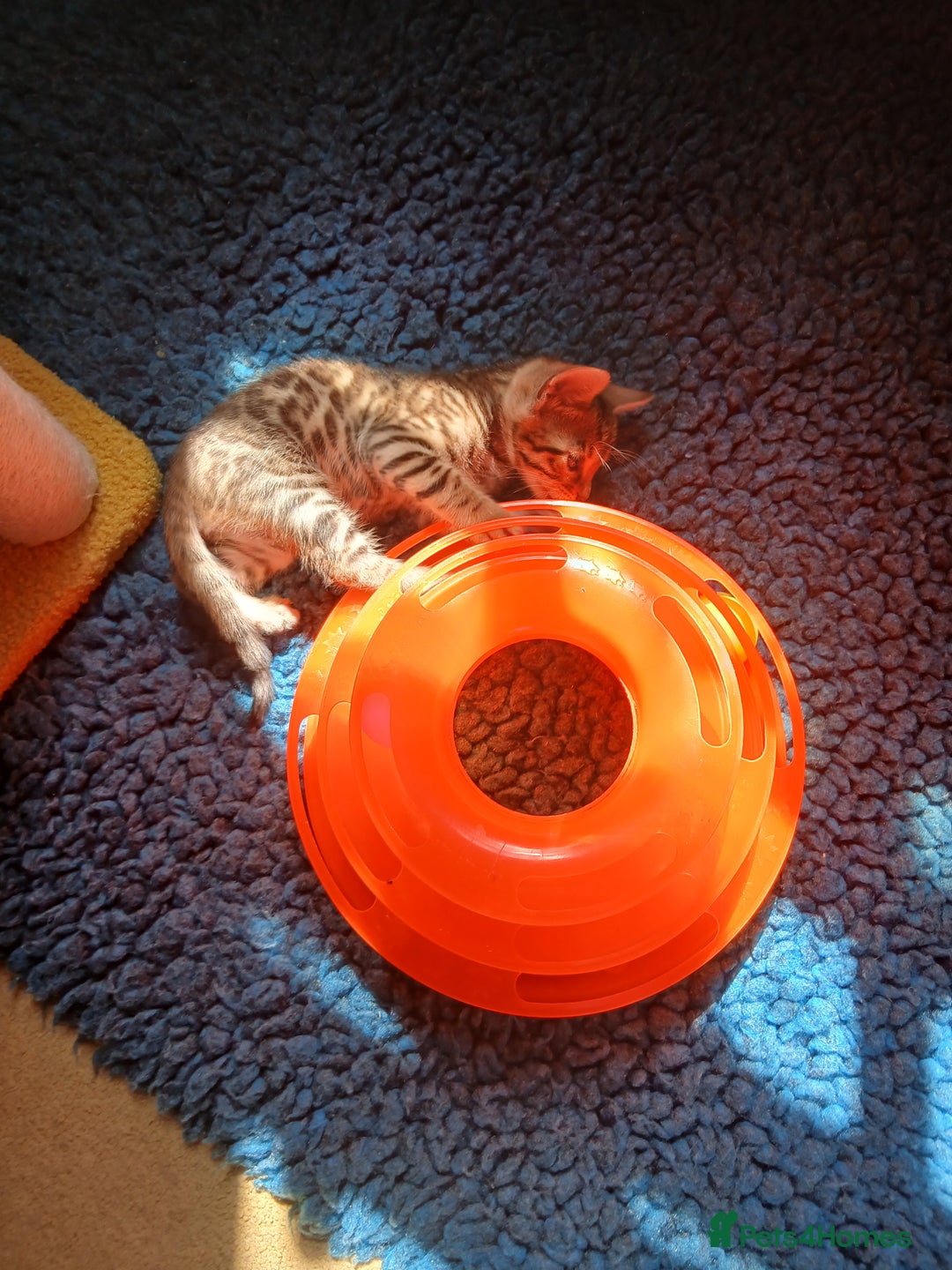 Bengal cats for sale: TICA Family-raised Bengal Kittens Vet Checked - Image 27