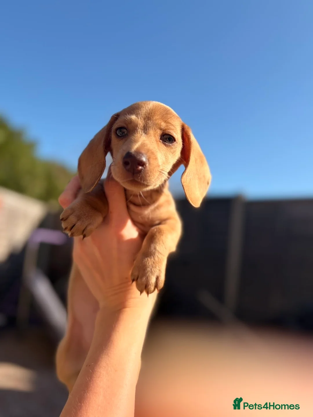 Miniature Dachshund dogs for sale: Miniature cream smooth haired boy in Tewkesbury - Advert 1