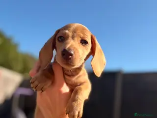 Miniature Dachshund dogs Miniature cream smooth haired boy - Advert 12