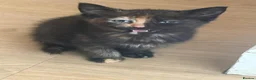 Mixed Breed cats for sale: 3 beautiful purebred tortoiseshell kittens  - Advert 2