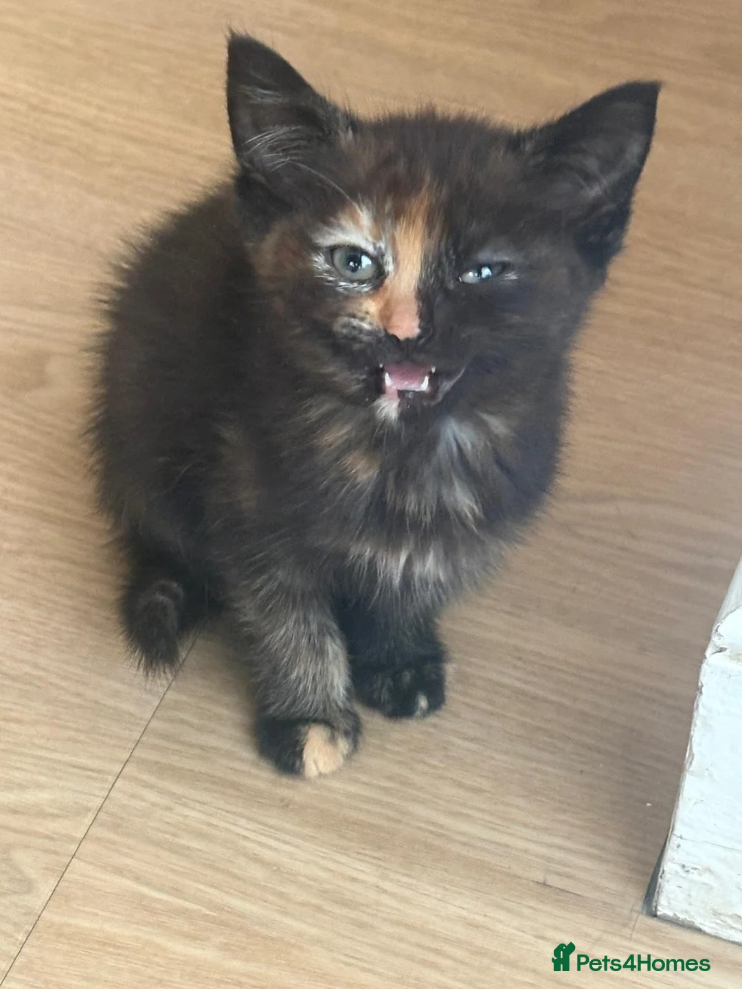 Mixed Breed cats for sale: 3 beautiful purebred tortoiseshell kittens  - Advert 2