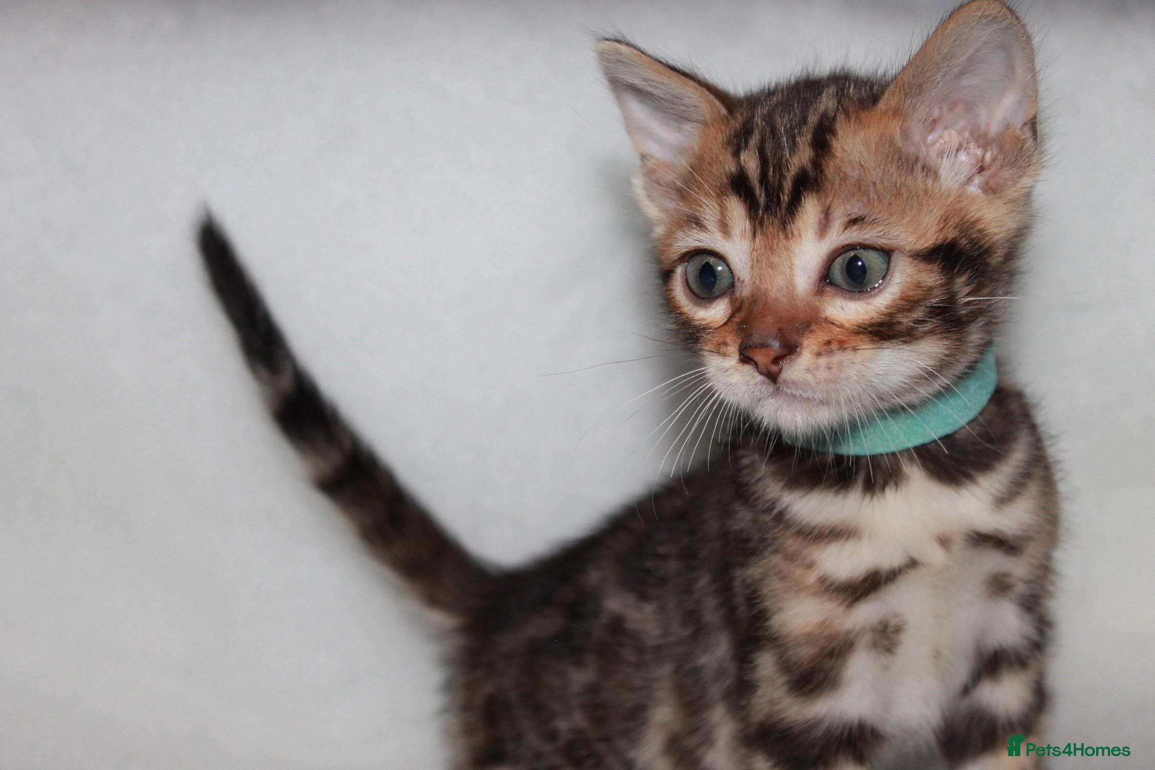 Bengal cats BEAUTIFUL BENGAL KITTENS FOR SALE - Advert 2