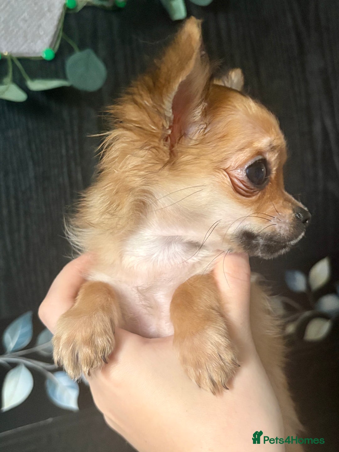Chihuahua dogs for sale: REDUCED last long hair female pup. - Image 20
