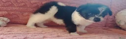 Pomeranian dogs for sale: Pomeranian puppy - 3 months old - Advert 2