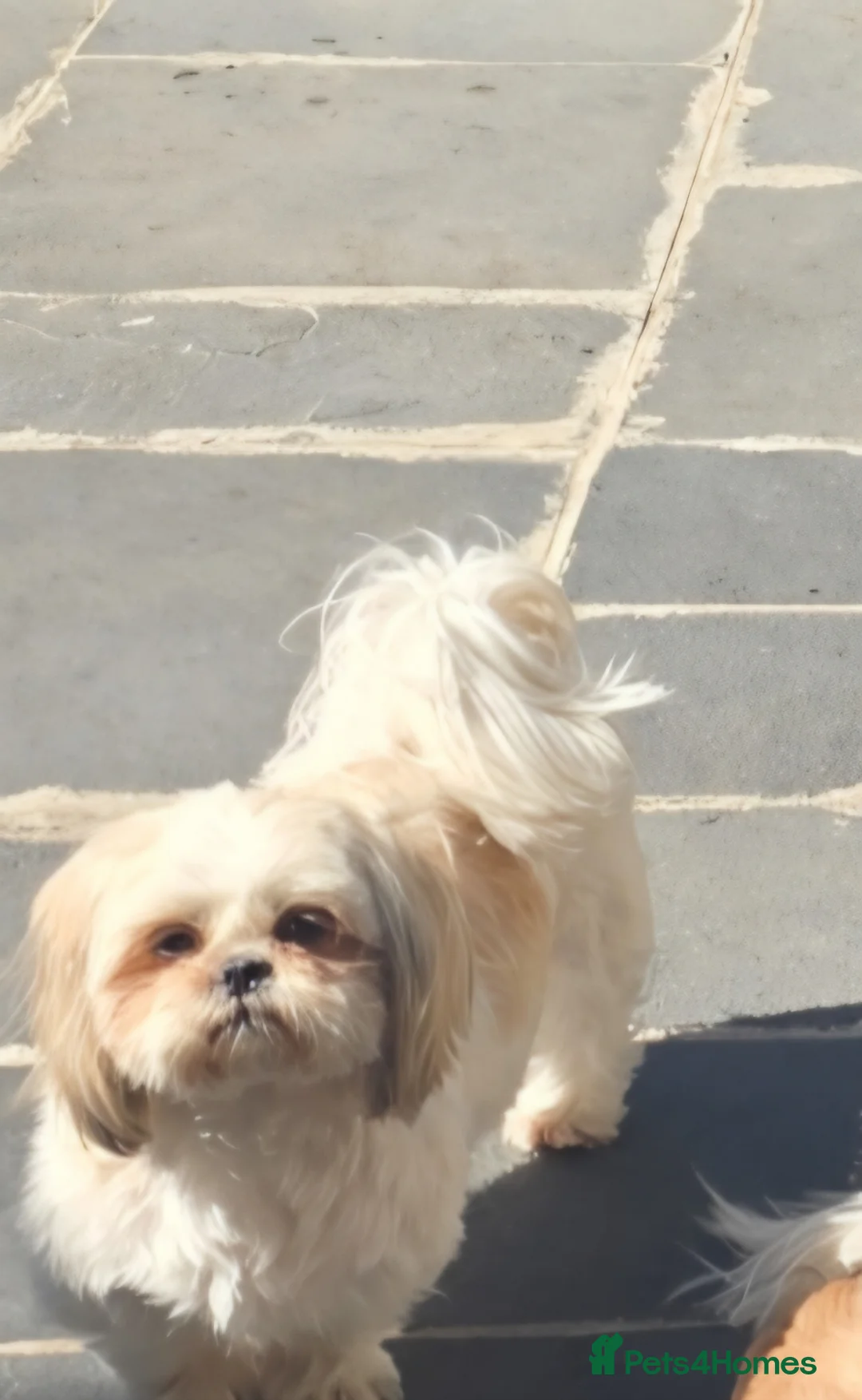 Shih Tzu dogs for sale: Beautiful imperial shih-tzu  in Worcester - Advert 2