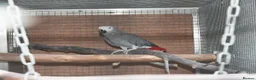 Parrots birds for sale: Wanted African Grey Parrot Adult Female - Advert 1