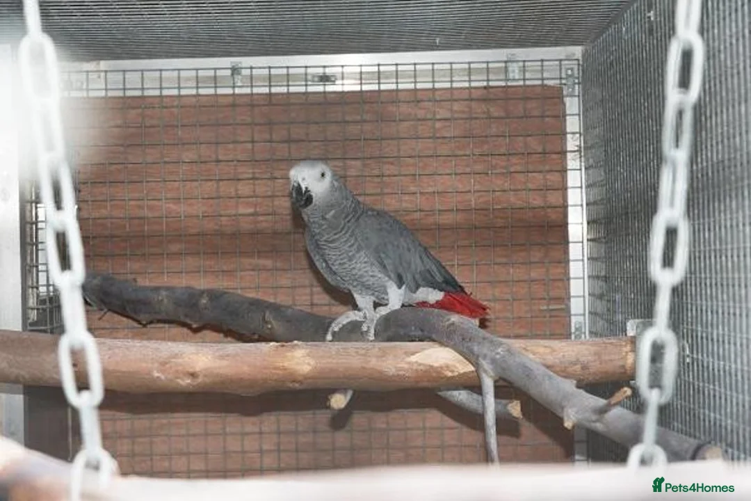 Parrots birds for sale: Wanted African Grey Parrot Adult Female - Advert 1