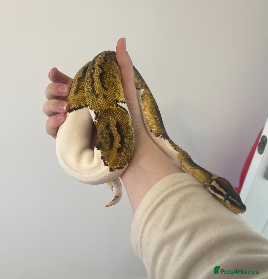 Mixed Breed reptiles for sale: Lots of reptiles for rehome - Image 4