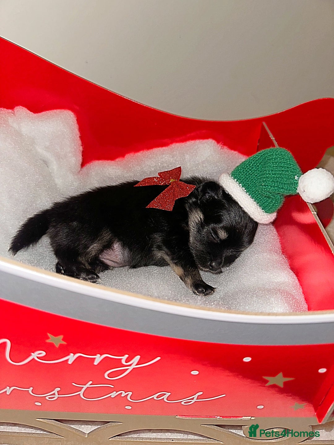 Pomeranian dogs for sale: Pomeranian puppy’s for sale - Advert 30